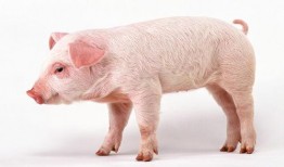 女孩吃瓜像猪,女孩吃瓜像猪，萌态十足引网友热议