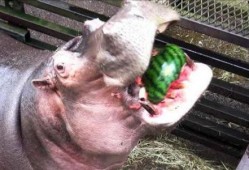 什么动物喜欢吃瓜,揭秘喜食瓜果的动物世界