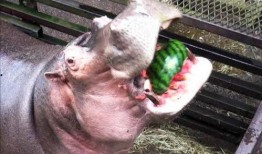 什么动物喜欢吃瓜,揭秘喜食瓜果的动物世界