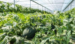 普通农村吃瓜,瓜果飘香，共享田园生活