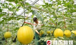 潍坊跳舞吃瓜视频,一幕幕欢乐时光