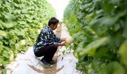 吃瓜景区国庆,吃瓜景区热闹非凡！