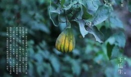 野外王瓜可以吃吗,可食用还是危险？揭秘其食用之谜