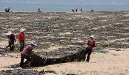 福建渔民吃瓜事件,一场引发社会关注的争议