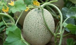 明星谁喜欢吃哈密瓜呢,明星中的哈密瓜爱好者