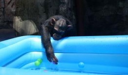 吃瓜女的猩猩,揭秘动物界的“八卦”达人