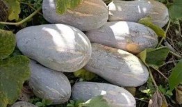 普通农村吃瓜,瓜果飘香，共享田园生活