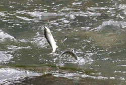 带你吃瓜奇怪的鱼,带你领略“带你吃瓜”的神秘世界