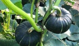 贝贝小瓜怎么吃,轻松解锁美味新体验