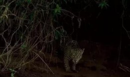 水豚吃瓜视频播放,萌态十足引网友爆笑