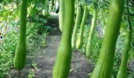 农村吃瓜有什么禁忌,揭秘那些不可不知的民间习俗