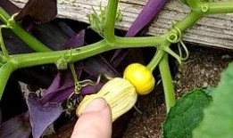 吃瓜产花,揭秘娱乐圈的甜蜜与苦涩