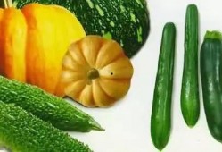 神祇吃瓜,探寻神话中的神秘果实