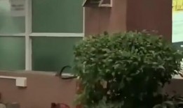 镇府吃瓜新闻,揭秘幕后真相，一探究竟