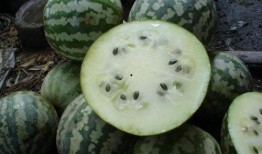 地洋瓜怎样吃,探索美味与营养的完美结合