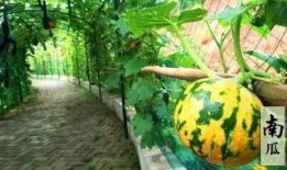 农场摸鱼吃瓜活动,摸鱼吃瓜，共享田园乐趣