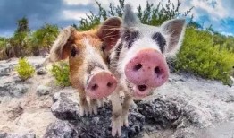 女孩吃瓜像猪,女孩吃瓜像猪，萌态十足引网友热议