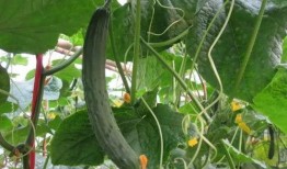 介休女子吃瓜视频,揭秘网络舆论背后的真相