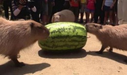 水豚吃瓜视频播放,萌态十足引网友爆笑