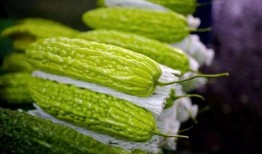 吃两瓜的人,探寻瓜果中的生活智慧