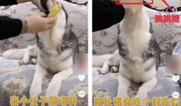 宠物吃瓜看戏视频,欢乐无限萌态再现