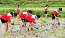 农场摸鱼吃瓜活动,摸鱼吃瓜，共享田园乐趣