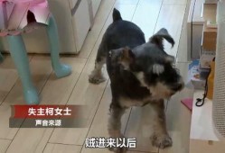 宠物吃瓜看戏视频,欢乐无限萌态再现