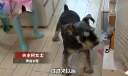 宠物吃瓜看戏视频,欢乐无限萌态再现