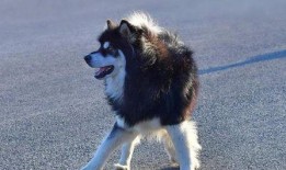 偷瓜吃的狗,一场田园趣事