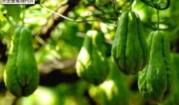 怎样吃高丽瓜根,营养美味两不误