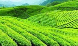 重庆茶园吃瓜事件视频