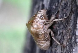 吃瓜群众金蝉视频,揭秘娱乐圈幕后故事，吃瓜群众带你一探究竟