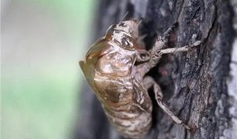 吃瓜群众金蝉视频,揭秘娱乐圈幕后故事，吃瓜群众带你一探究竟