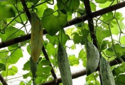 熟老鼠瓜怎样吃,熟老鼠瓜的多样食用方法探索