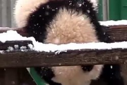 吃瓜小熊加州,探寻美食与文化的奇妙融合