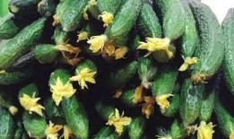 高铁带花吃瓜,畅享旅途美好时光