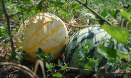 吃瓜要去蕊,探寻“要去蕊”背后的故事