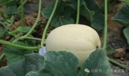 农村人吃脆瓜视频,揭秘农村人钟爱的脆瓜盛宴