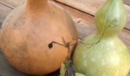 吃葫芦瓜搞笑配音,笑料横生的配音盛宴