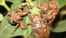 吃瓜群众金蝉视频,揭秘娱乐圈幕后故事，吃瓜群众带你一探究竟