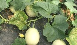 夏天吹空调吃瓜,清凉一夏的完美搭配