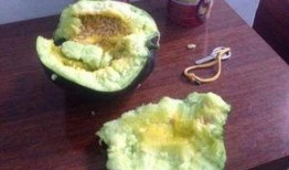 普通农村吃瓜,瓜果飘香，共享田园生活