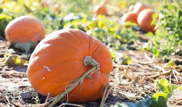 梦到吃烂的瓜,瓜熟蒂落，烂瓜启示录