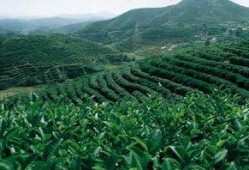 重庆茶园吃瓜事件视频