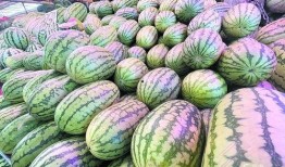 野外王瓜可以吃吗,可食用还是危险？揭秘其食用之谜