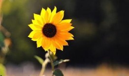 向阳花吃瓜,品味生活百态