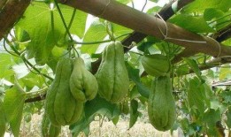 常吃佛手瓜游戏,健康生活新体验