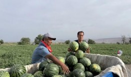 莱芜吃瓜啥意思,网络热词背后的文化现象