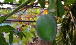 广东梅州吃瓜视频,一场视觉与味蕾的盛宴