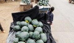 太仓最新吃瓜事件,揭秘网络热议背后的真相